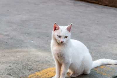 Portrait of white cat sitting on street