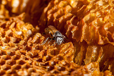 Close-up of bee on comb