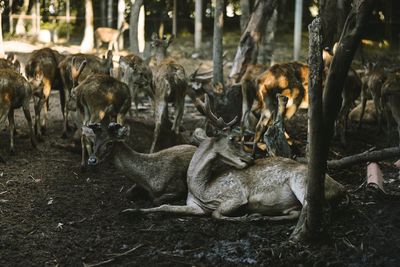 Deer in national park