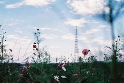 Directly above shot of flowers