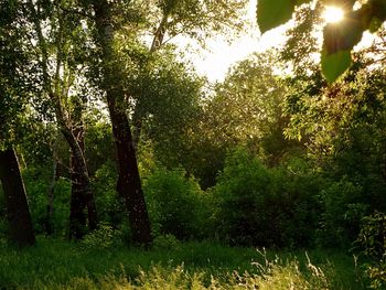 Trees in forest