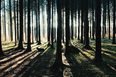 Trees in forest