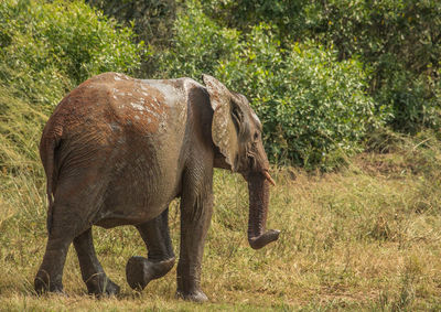 Side view of elephant in forest