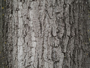 Full frame shot of tree trunk