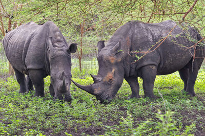 Rhinoceros grazing on field