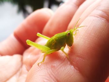 Close-up of hand holding leaf