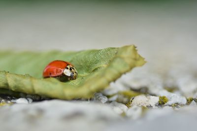 Close-up of ladybug on leaf