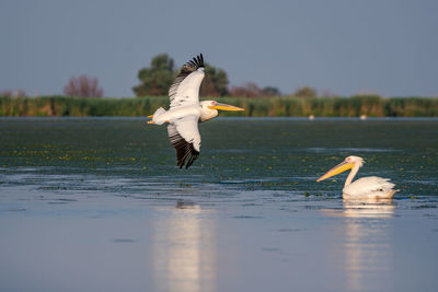 Bird flying over lake