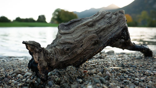 Close-up of driftwood on beach