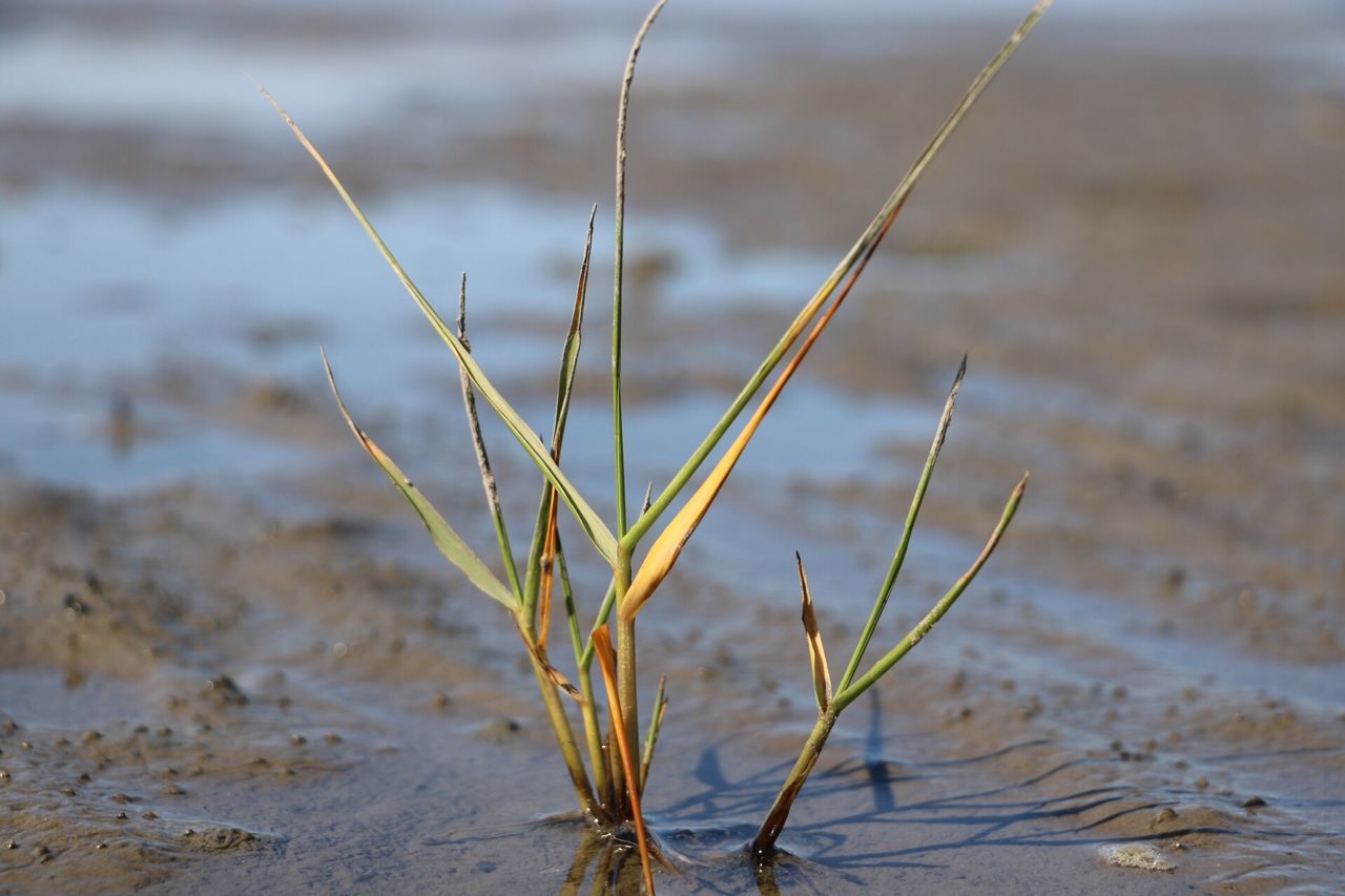 sand, beach, close-up, growth, focus on foreground, nature, selective focus, fragility, plant, day, tranquility, beauty in nature, outdoors, freshness, shore, scenics, no people, growing, non-urban scene, flower head, green color, remote