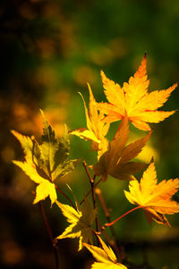 Close-up of yellow flowering plant leaves on field