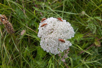 Close-up of grass in field