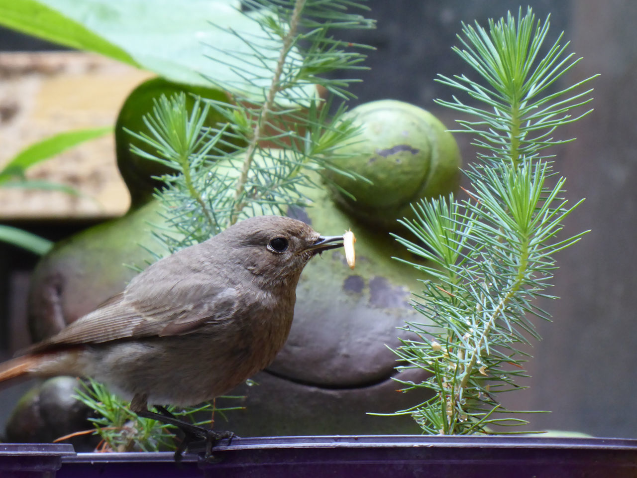 CLOSE-UP OF PARROT PERCHING ON PLANT