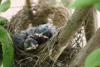 Close-up of new born birds sleeping on tree