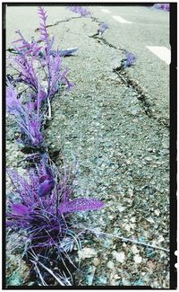 Close-up of purple flowers blooming outdoors
