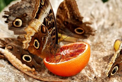 Close-up of orange fruit