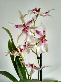 Close-up of pink flower vase against white background