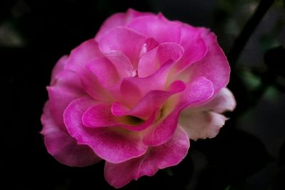 Close-up of pink flower against blurred background