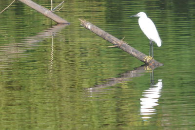 Reflection of trees in water