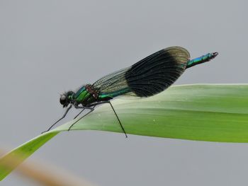 Close-up of damselfly on leaf