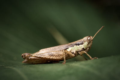 Close-up of grasshopper