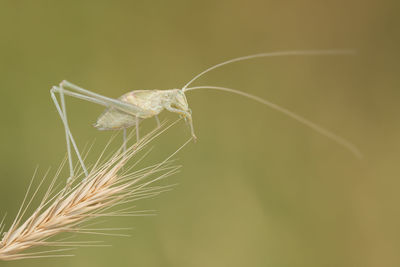 Close-up of insect