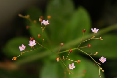 Close-up of pink flowers blooming outdoors