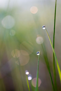 Close-up of water drops on plant