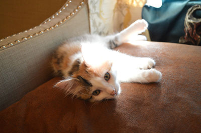 Close-up of pampered cat lying down