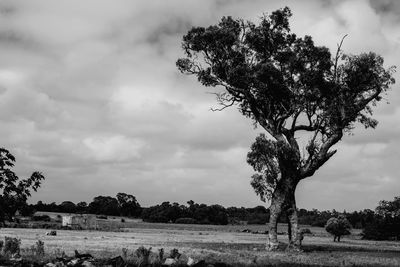 Tree on landscape against sky