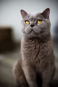 Close-up portrait of cat against blurred background