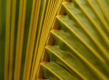 Full frame shot of yellow leaves