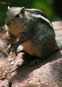 Close-up of squirrel 