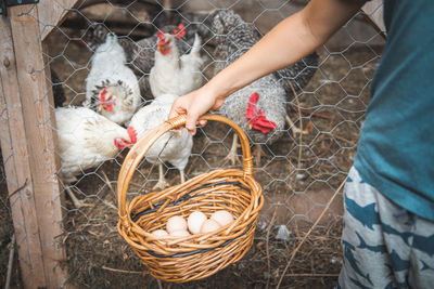 Midsection of boy holding eggs in basket at farm