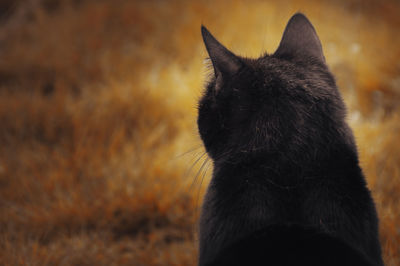 A black cat head from behind in autumn