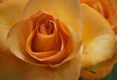 Close-up of rose flower