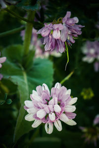 Close-up of purple flowers blooming outdoors