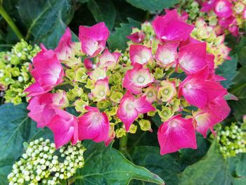 Close-up of pink flowers blooming outdoors