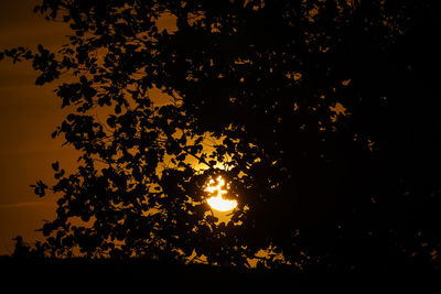 Low angle view of silhouette trees against sky at night