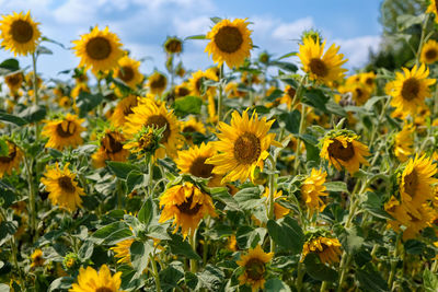 Close-up of yellow flowering plants on field