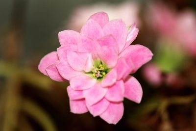 Close-up of pink flower