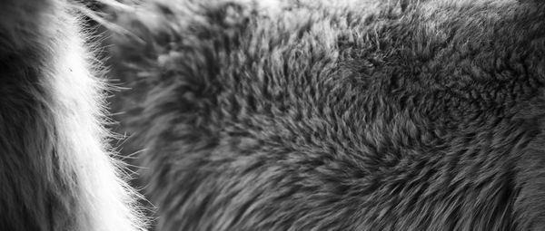 Close-up of an animal