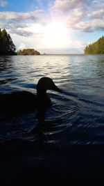 Silhouette swimming in sea against sky during sunset