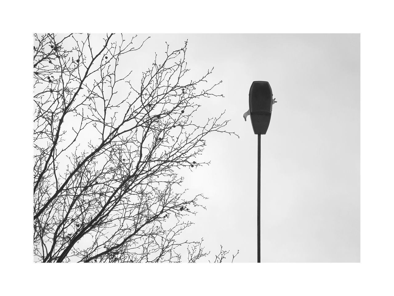 LOW ANGLE VIEW OF BARE TREE AGAINST SKY