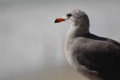 Close-up of bird perching