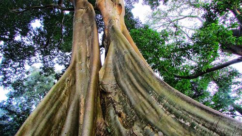 Low angle view of trees in forest against sky