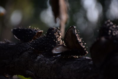 Close-up of crab on land