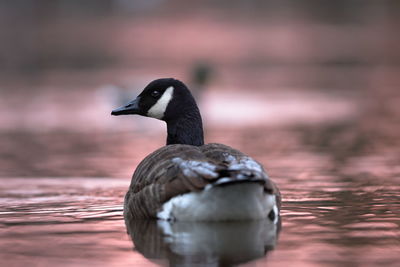 Close-up of duck swimming in lake