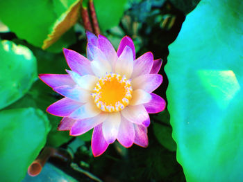 Close-up of pink lotus water lily