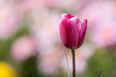 Close-up of pink tulip